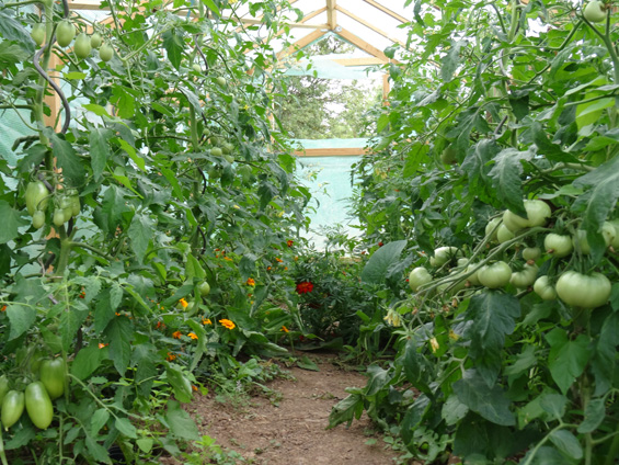 Grüne Tomaten im Gewächshaus